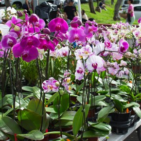 A Quick Visit to the Honolulu Farmer's Market at KCC