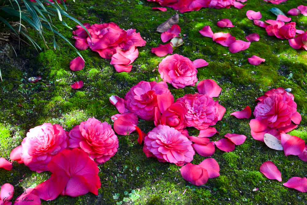 Camellias on the ground